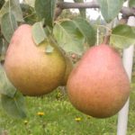 Poire Comice