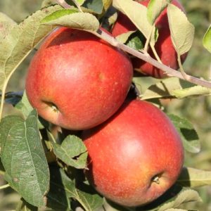 Maririred-Braeburn