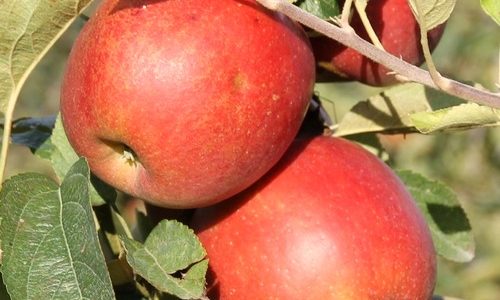 Maririred-Braeburn