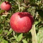 Pomme Elstar