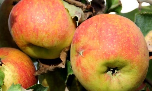 Pommes BIO GOLDRUSH des Vergers des Savoies, acidulées, croquantes, sucrées.