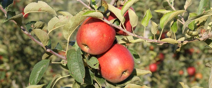 Comment bien cueillir pommes et poires au verger