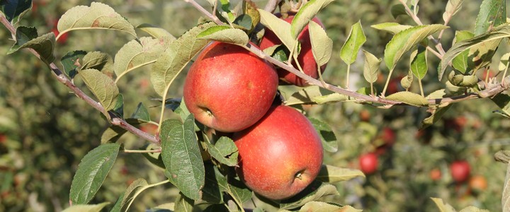 Trois pommes rouges ssur une branche