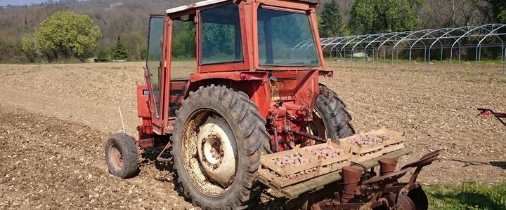 Les pommes de terre ont été plantées (récolte 2018)