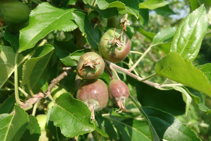 État d'avancement des pommes (22 mai 2018)